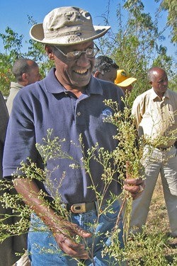 Dr. Wondi Mersie, the project director from Virginia State University, examines a parthenium flower.